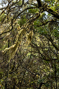 Barranco del Cedro - La Gomera