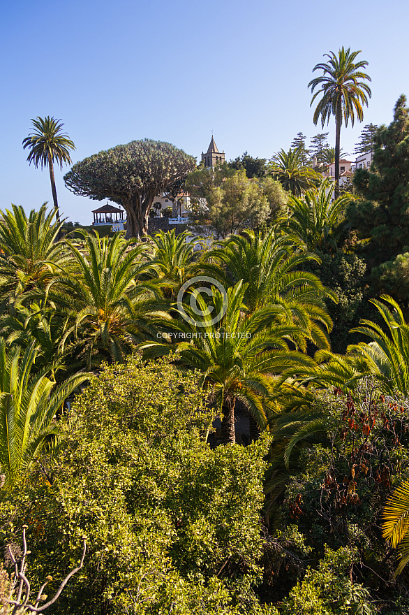 Icod de los Vinos: Tenerife