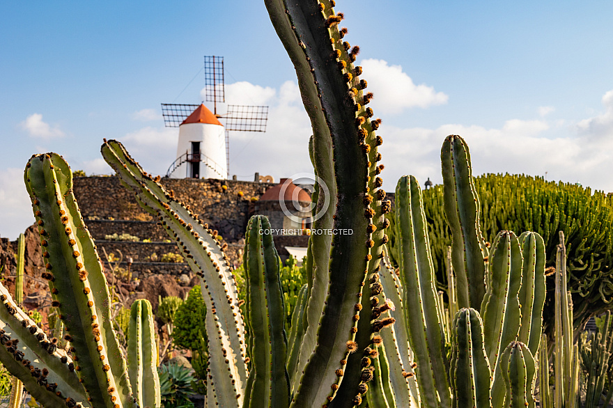 Jardín de Cactus - Lanzarote