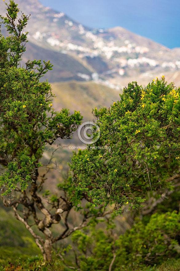 Anaga - Tenerife