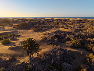 Dunas de Maspalomas