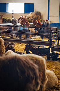 Granja Los Tumbitos - Barlovento - La Palma