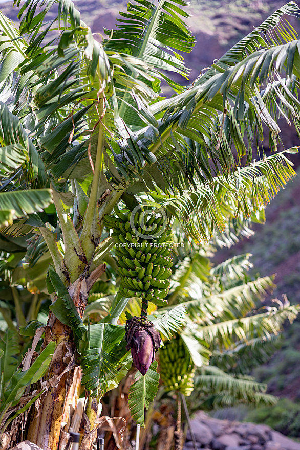 La Rajita - La Gomera