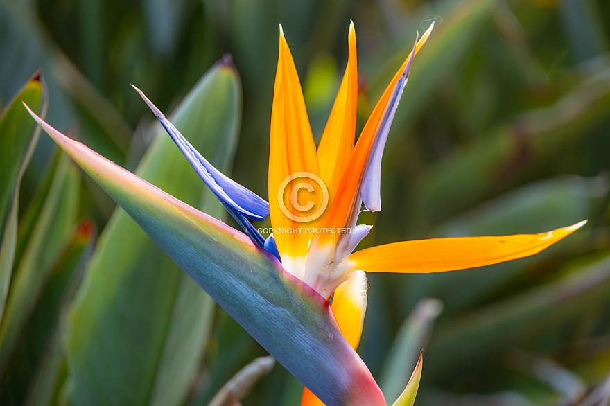 Parque del Sur en Campo Internacional Maspalomas