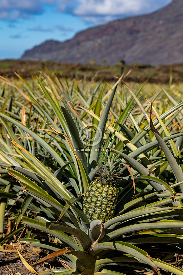 Piñas Tropicales - El Hierro