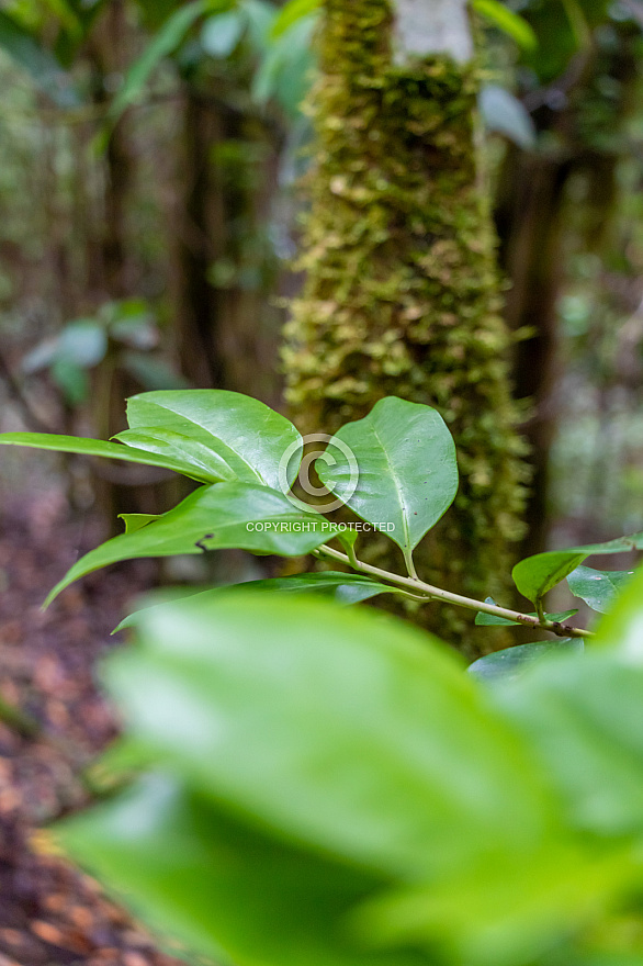 Barranco del Cedro - La Gomera