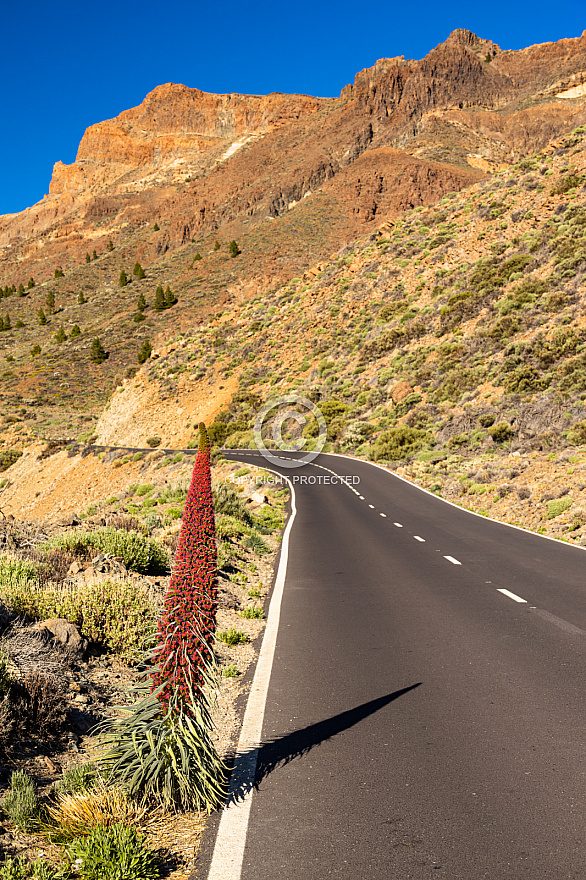 Tenerife: Las Cañadas, Tajinates