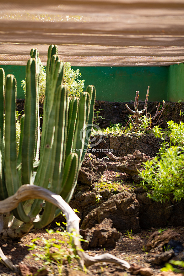 Ecomuseo y Lagartario - El Hierro