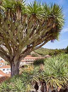 Convento de las Dominicas