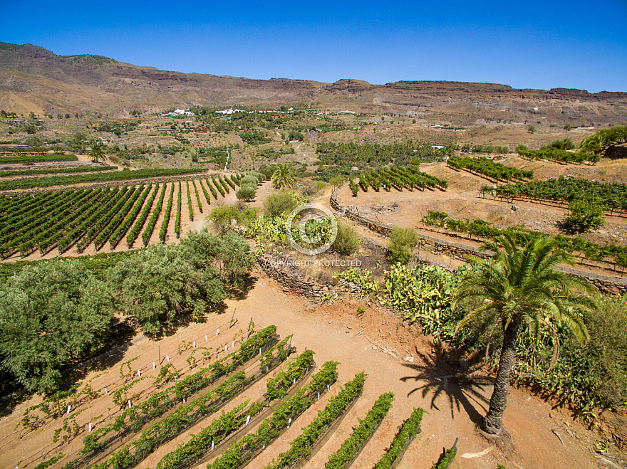 Vineyard - bodega - Santa Lucía - San Bartolomé de Tirajana