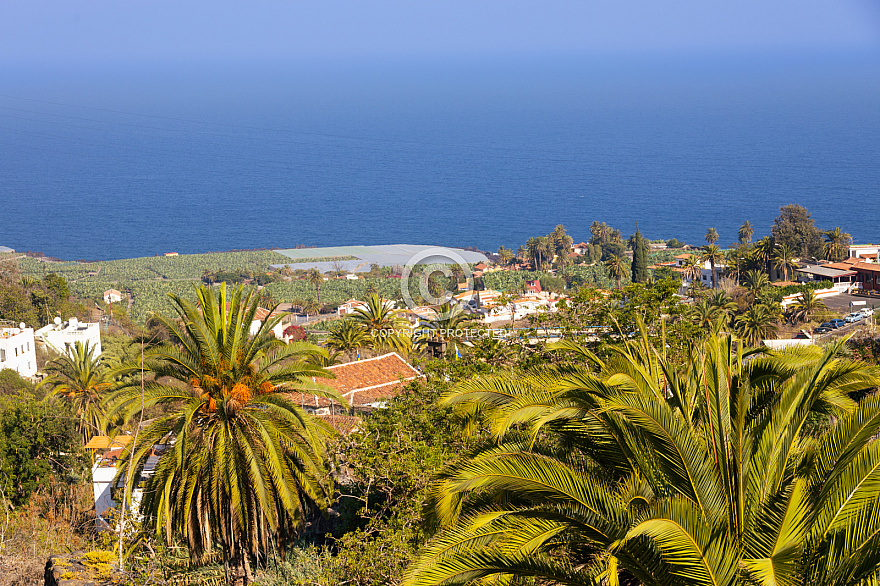 Icod de los Vinos: Tenerife