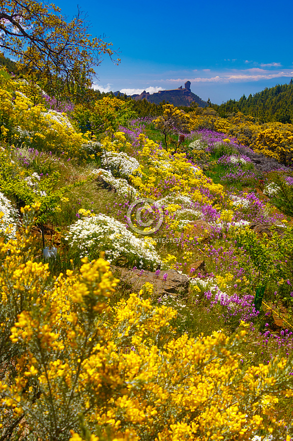 Roque Nublo en primavera