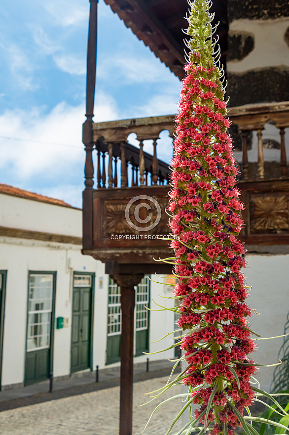 Vilaflor - Tenerife