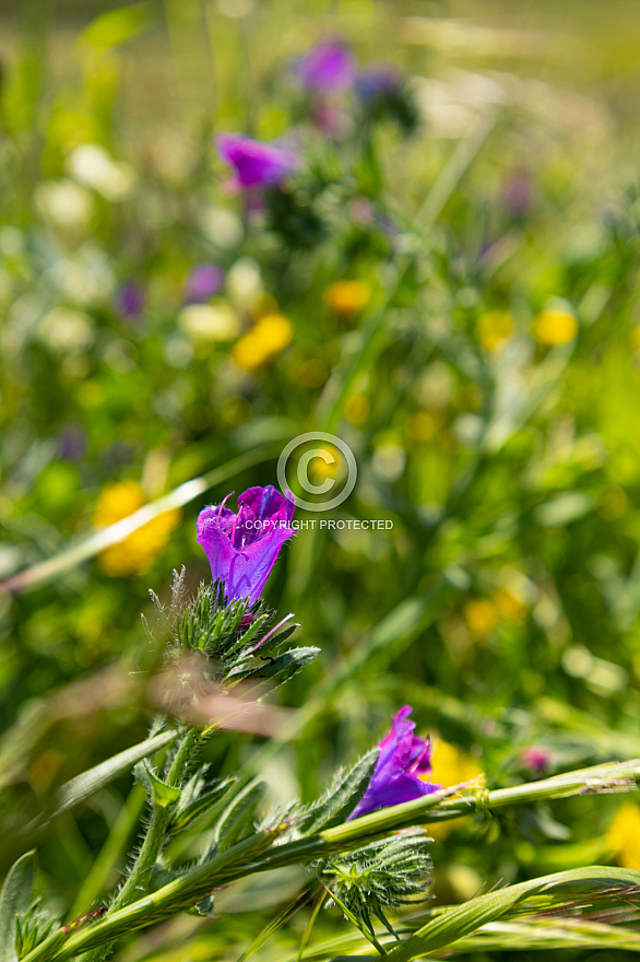 Meseta Nisdafe en primavera - El Hierro