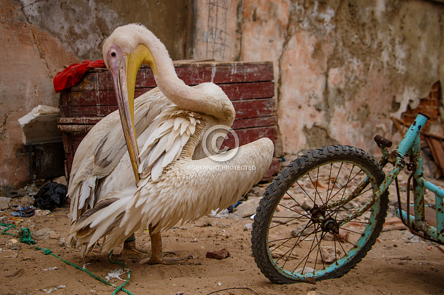 Senegal