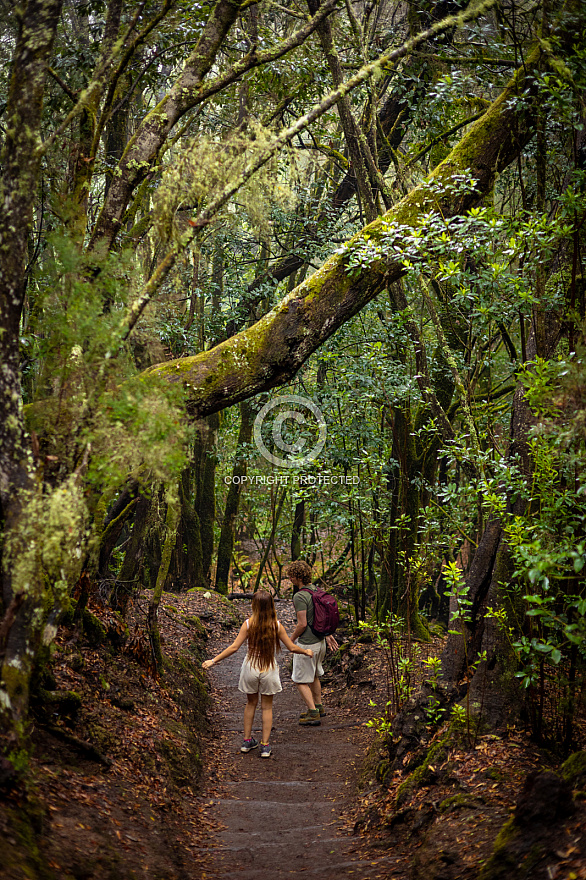 El Cedro - Garajonay