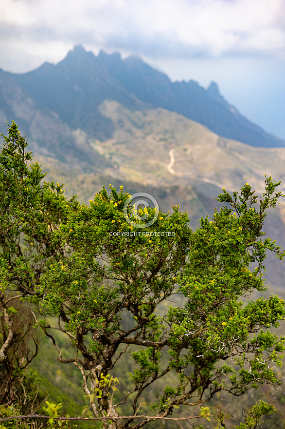 Anaga - Tenerife