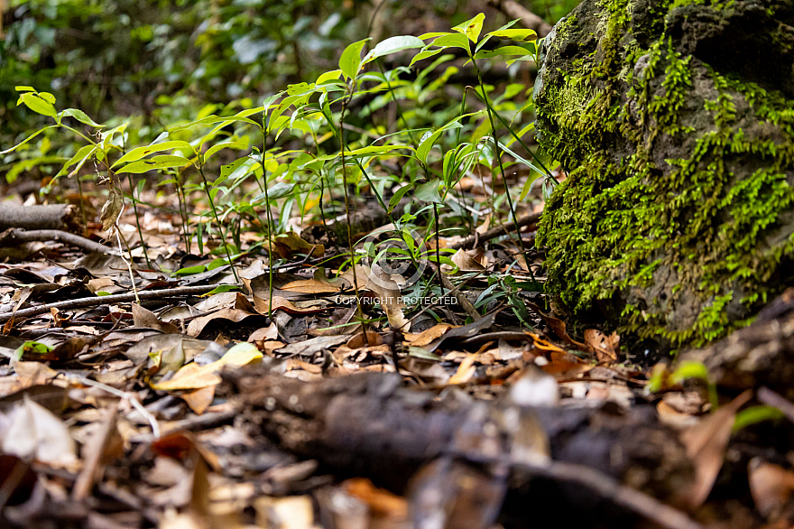 La Palma forest