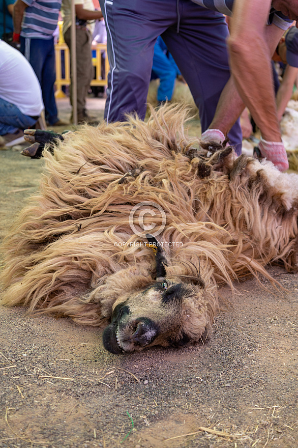 Fiesta de la lana - Caideros