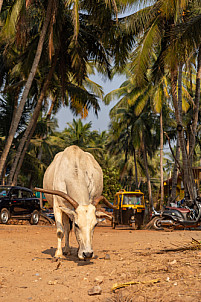 Goa - India