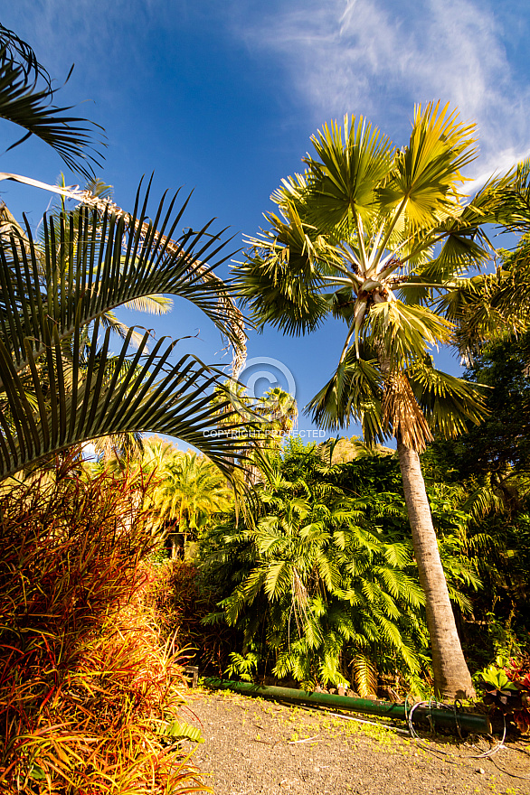 Jardín de la Marquesa - Gran Canaria