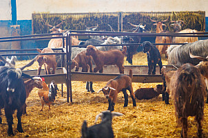 Granja Los Tumbitos - Barlovento - La Palma