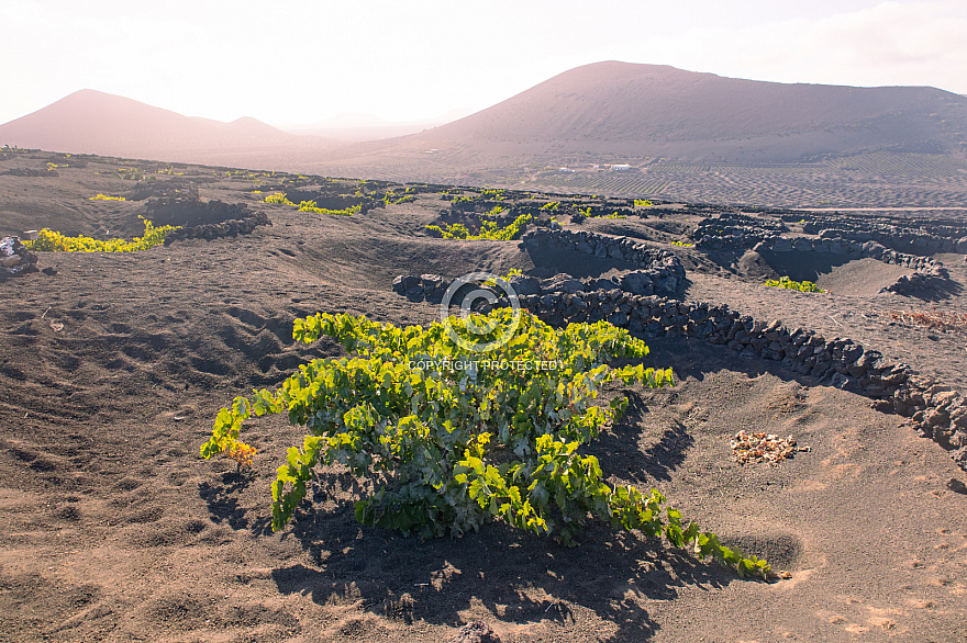 La Geria - Lanzarote