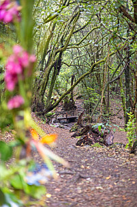 El Cedro - Garajonay