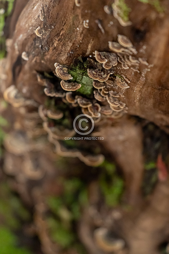 Barranco del Cedro - La Gomera