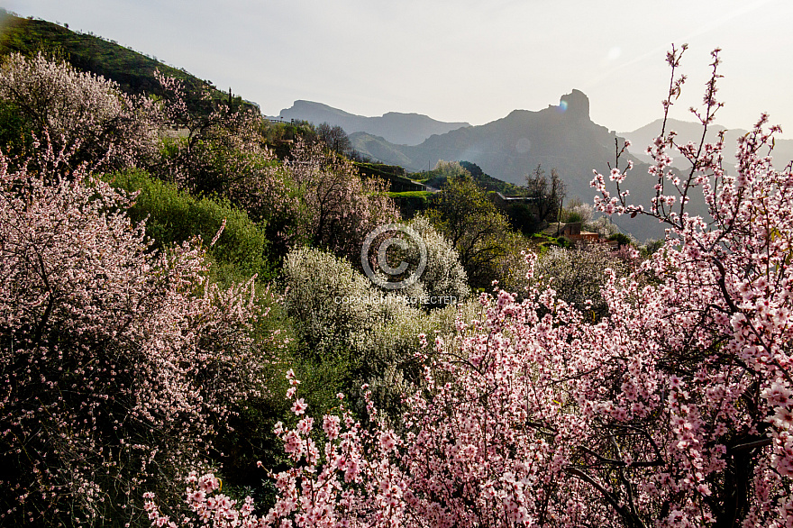 Almond blossom