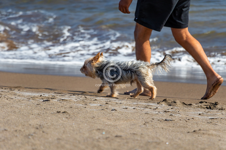 Playa del Horno - mascotas - Tenerife