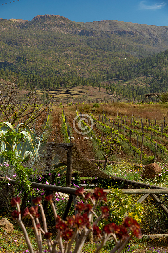 Bodega Alma de Trevejos - Tenerife