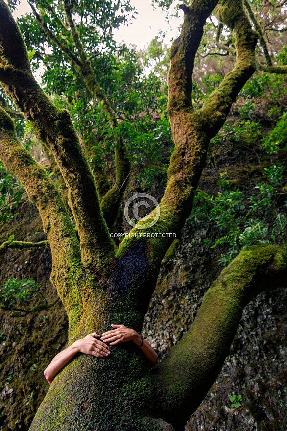 Árbol Garoé - El Hierro