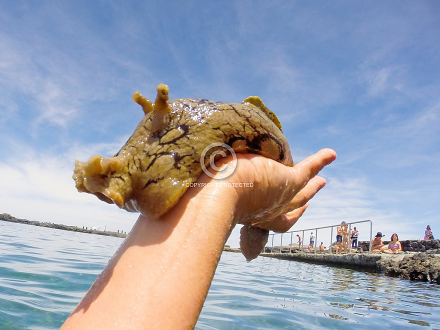 Sea Hare