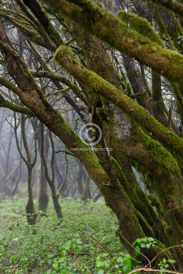 Bosque cerca La Llania - El Hierro