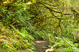 Anaga: Tenerife