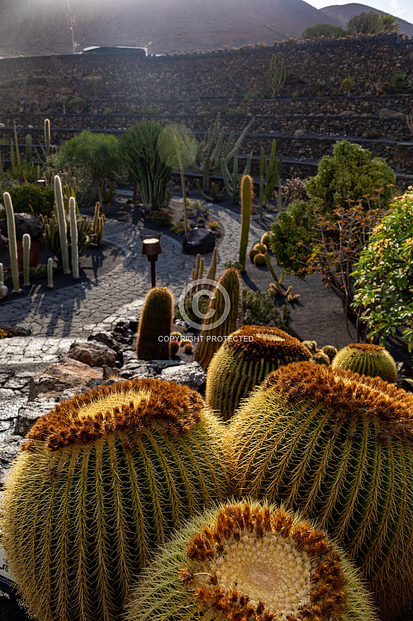 Jardín de Cactus - Lanzarote