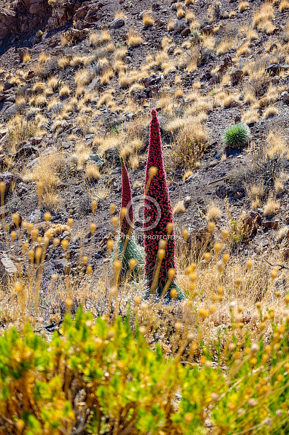 Teide - Tenerife