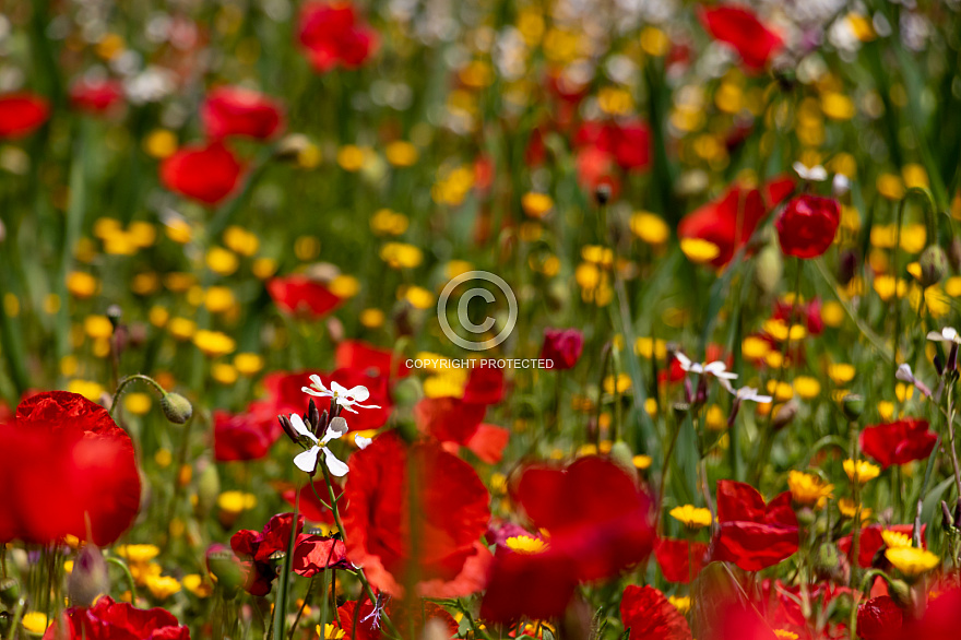 Spring - Primavera