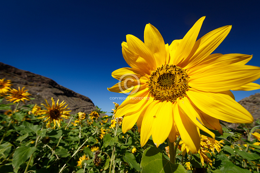 Sunflowers at Guayedra - Gran Canaria