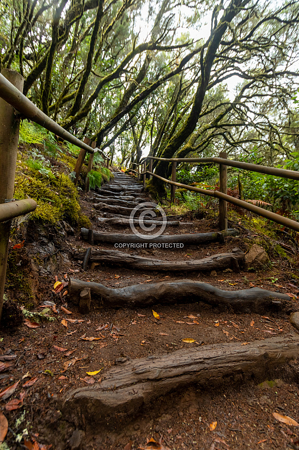 Barranco del Cedro - La Gomera