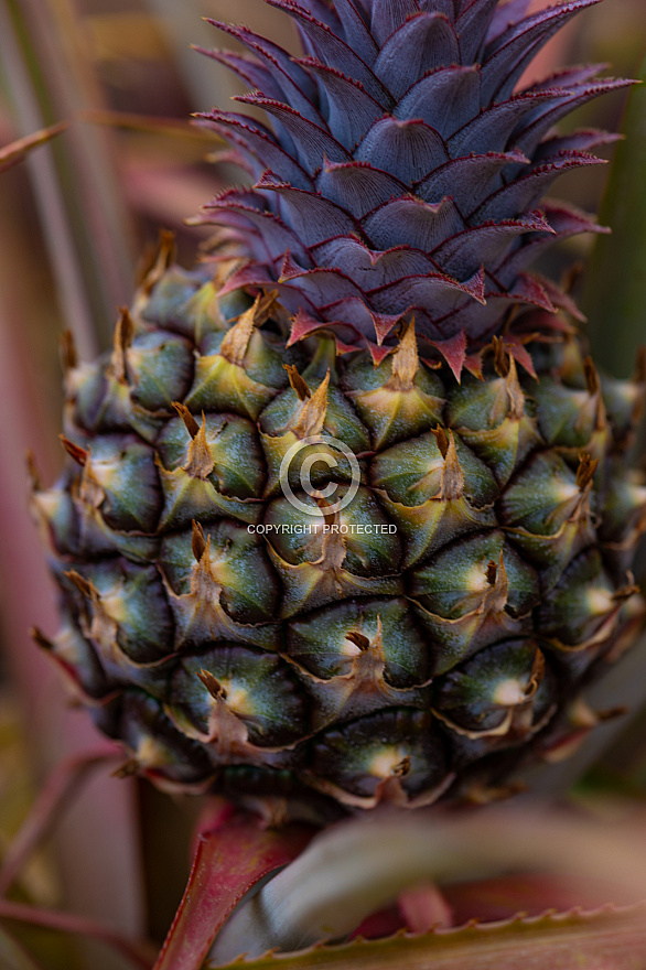 Piña - Pineapple - Ananas - El Hierro