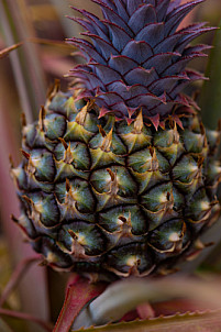 Piña - Pineapple - Ananas - El Hierro