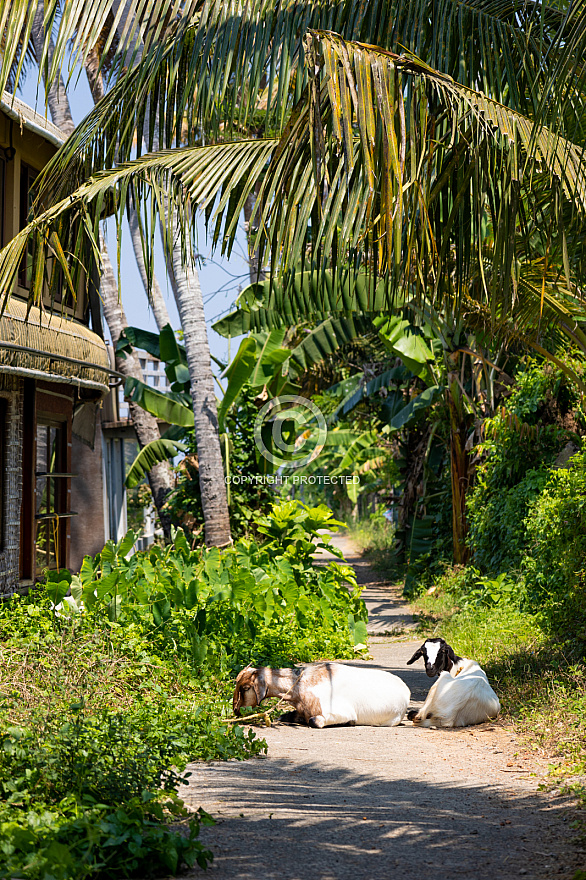 Alleppey - India