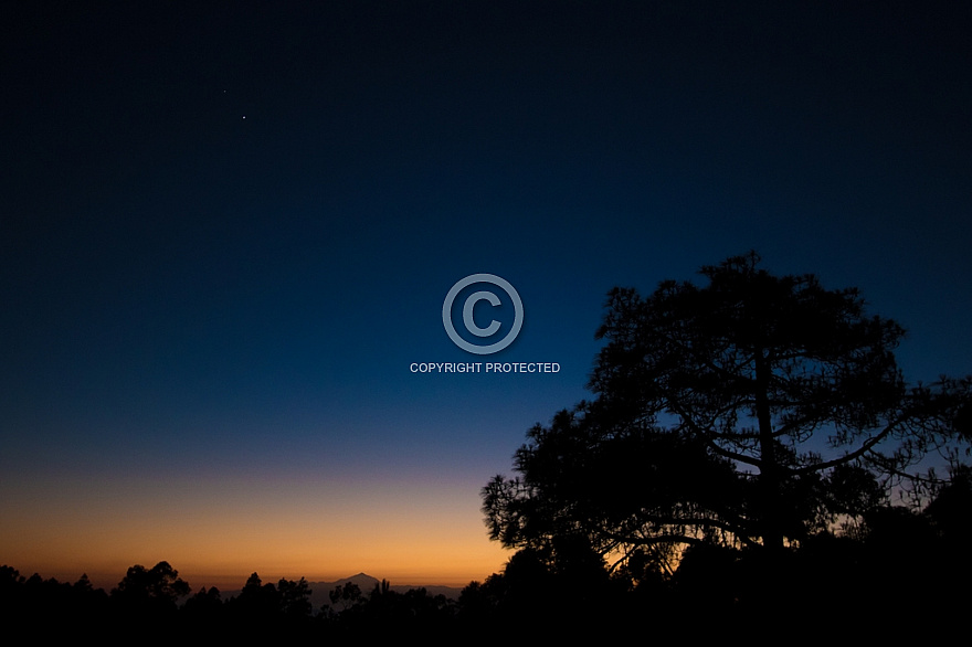 Tree at dusk