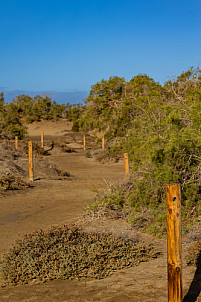 Dunas de Maspalomas: Senderos Y Miradores