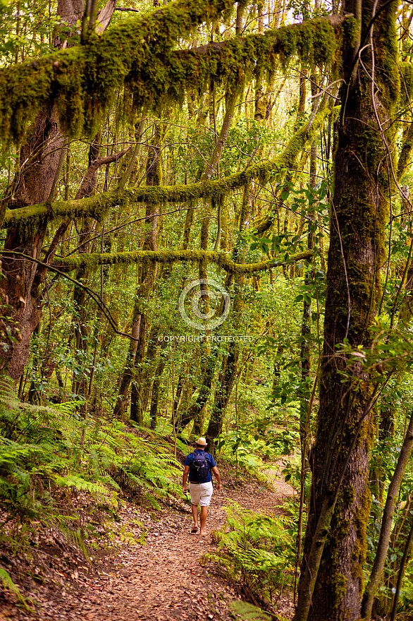 El Cedro - La Gomera