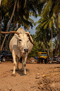 Goa - India