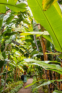 Tenerife: Jardín de Aclimatación de La Orotava