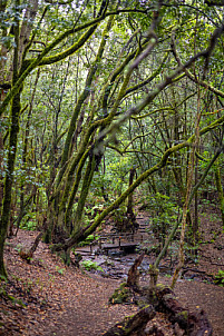 El Cedro - Garajonay